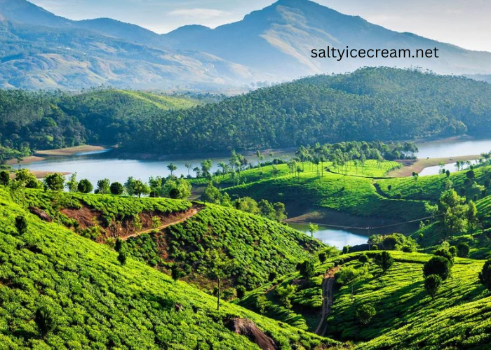 Nature, Culture & Backwaters: Exploring the Cochin Munnar Alleppey Circuit